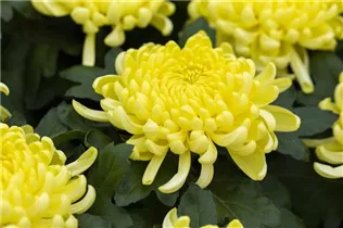 Chrysanthemum indicum 'Cosmo' - Chrysantheme Chrysanthemum indicum 'Cosmo' - Chrysantheme