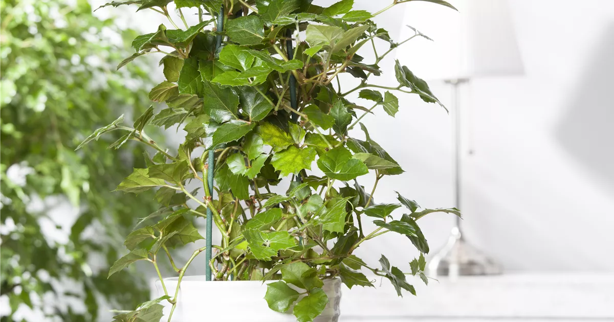 Knigswein, Cissus rhombifolia