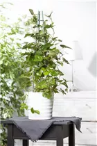 Cissus rhombifolia - Königswein