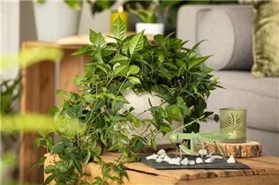 Cissus rhombifolia - Königswein