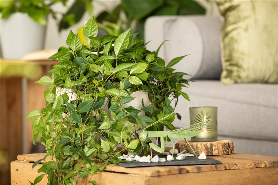Knigswein, Cissus rhombifolia