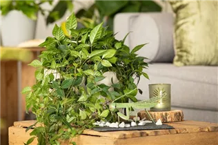 Cissus rhombifolia - Königswein