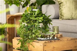 Cissus rhombifolia - Königswein