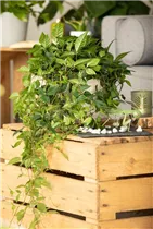 Cissus rhombifolia - Königswein