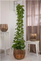 Cissus rhombifolia 'Ellen Danica' - Königswein 'Ellen Danica'