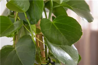 Cissus rhombifolia 'Ellen Danica' - Königswein 'Ellen Danica'