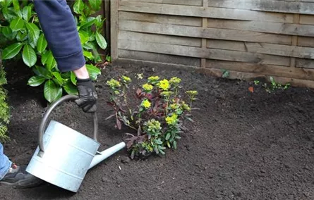 Wolfsmilch - Einpflanzen im Garten Wolfsmilch - Einpflanzen im Garten