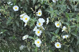 Cistus laurifolius - Lorbeerblättrige Zistrose Cistus laurifolius - Lorbeerblättrige Zistrose