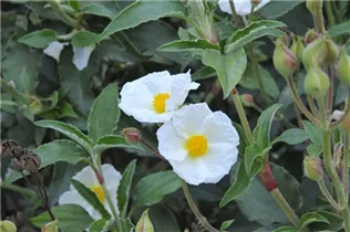 Cistus laurifolius - Lorbeerblättrige Zistrose Cistus laurifolius - Lorbeerblättrige Zistrose