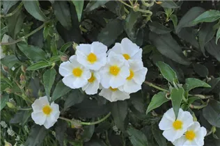 Cistus laurifolius - Lorbeerblättrige Zistrose Cistus laurifolius - Lorbeerblättrige Zistrose