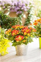 Chrysanthemum indicum 'Melodie' - Chrysantheme 'Melodie'