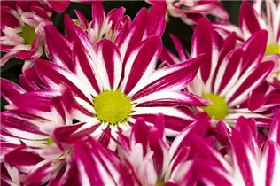 Chrysanthemum indicum 'Rainbow' - Chrysantheme 'Rainbow' Chrysanthemum indicum 'Rainbow' - Chrysantheme 'Rainbow'