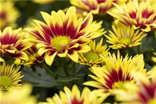 Chrysanthemum indicum 'Rainbow' - Chrysantheme 'Rainbow' Chrysanthemum indicum 'Rainbow' - Chrysantheme 'Rainbow'