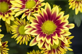 Chrysanthemum indicum 'Rainbow' - Chrysantheme 'Rainbow' Chrysanthemum indicum 'Rainbow' - Chrysantheme 'Rainbow'