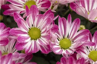 Chrysanthemum indicum 'Rainbow' - Chrysantheme 'Rainbow' Chrysanthemum indicum 'Rainbow' - Chrysantheme 'Rainbow'