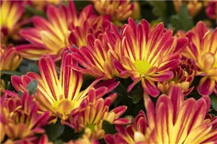 Chrysanthemum indicum 'Rainbow' - Chrysantheme 'Rainbow' Chrysanthemum indicum 'Rainbow' - Chrysantheme 'Rainbow'
