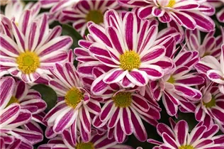 Chrysanthemum indicum 'Rainbow' - Chrysantheme 'Rainbow' Chrysanthemum indicum 'Rainbow' - Chrysantheme 'Rainbow'