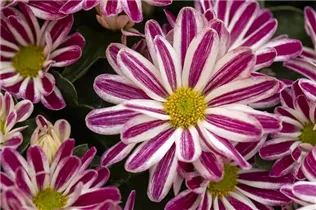 Chrysanthemum indicum 'Rainbow' - Chrysantheme 'Rainbow' Chrysanthemum indicum 'Rainbow' - Chrysantheme 'Rainbow'