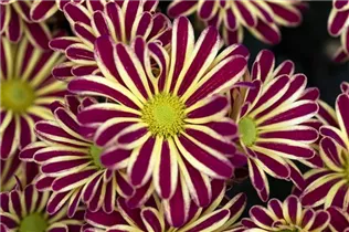 Chrysanthemum indicum 'Rainbow' - Chrysantheme 'Rainbow' Chrysanthemum indicum 'Rainbow' - Chrysantheme 'Rainbow'