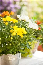 Chrysanthemum indicum 'Rock´n Roll' - Chrysantheme 'Rock´n Roll' Chrysanthemum indicum 'Rock´n Roll' - Chrysantheme 'Rock´n Roll'