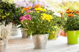 Chrysanthemum indicum 'Rock´n Roll' - Chrysantheme 'Rock´n Roll' Chrysanthemum indicum 'Rock´n Roll' - Chrysantheme 'Rock´n Roll'