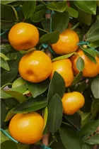 Citrofortunella microcarpa - Calamondin Citrofortunella microcarpa - Calamondin
