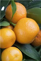Citrofortunella microcarpa - Calamondin Citrofortunella microcarpa - Calamondin