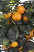 Citrofortunella microcarpa - Calamondin Citrofortunella microcarpa - Calamondin