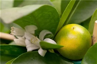Citrofortunella microcarpa - Calamondin Citrofortunella microcarpa - Calamondin