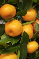 Citrofortunella microcarpa - Calamondin Citrofortunella microcarpa - Calamondin