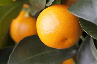 Citrofortunella microcarpa - Calamondin Citrofortunella microcarpa - Calamondin