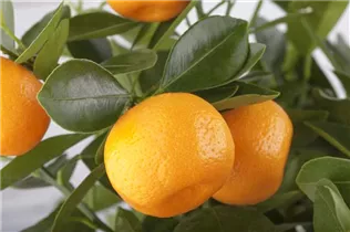 Citrofortunella microcarpa - Calamondin Citrofortunella microcarpa - Calamondin