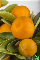 Citrofortunella microcarpa - Calamondin Citrofortunella microcarpa - Calamondin