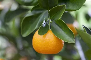 Citrofortunella microcarpa - Calamondin Citrofortunella microcarpa - Calamondin