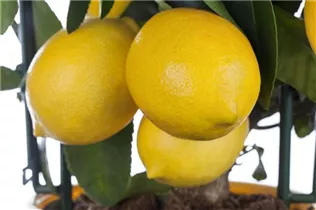 Citrofortunella 'Vulcan Lemon' - Calamondin