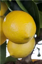 Citrofortunella 'Vulcan Lemon' - Calamondin