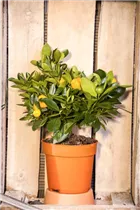 Citrofortunella 'Vulcan Lemon' - Calamondin