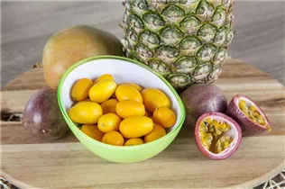 Citrus japonica - Kumquat Citrus japonica - Kumquat