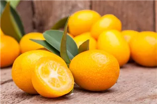 Citrus japonica - Kumquat Citrus japonica - Kumquat