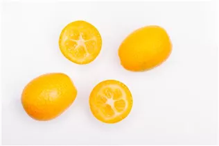 Citrus japonica - Kumquat Citrus japonica - Kumquat