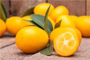 Citrus japonica - Kumquat Citrus japonica - Kumquat