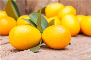 Citrus japonica - Kumquat Citrus japonica - Kumquat