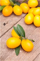 Citrus japonica - Kumquat Citrus japonica - Kumquat