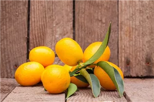 Citrus japonica - Kumquat Citrus japonica - Kumquat
