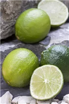 Citrus latifolia - Caipi-Limette Citrus latifolia - Caipi-Limette
