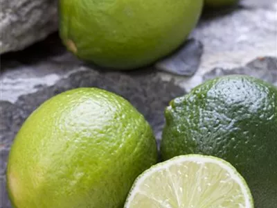 Citrus latifolia - Caipi-Limette Citrus latifolia - Caipi-Limette