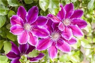 Clematis 'Dr. Ruppel' - Waldrebe 'Dr. Ruppel' Clematis 'Dr. Ruppel' - Waldrebe 'Dr. Ruppel'