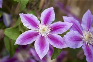 Clematis 'Dr. Ruppel' - Waldrebe 'Dr. Ruppel' Clematis 'Dr. Ruppel' - Waldrebe 'Dr. Ruppel'