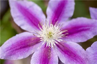 Clematis 'Dr. Ruppel' - Waldrebe 'Dr. Ruppel' Clematis 'Dr. Ruppel' - Waldrebe 'Dr. Ruppel'