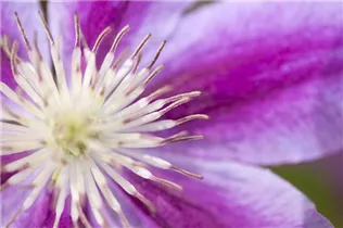 Clematis 'Dr. Ruppel' - Waldrebe 'Dr. Ruppel' Clematis 'Dr. Ruppel' - Waldrebe 'Dr. Ruppel'